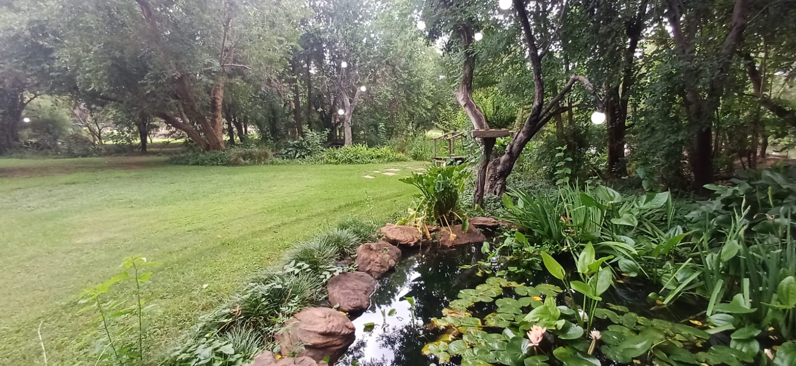 Lily pond and lawn